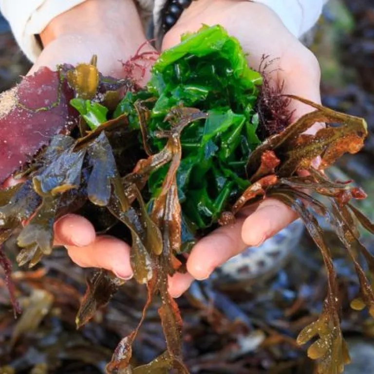 Charente seaweed for a healthy, balanced and o ...