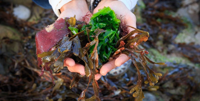Charente seaweed for a healthy, balanced and o ...