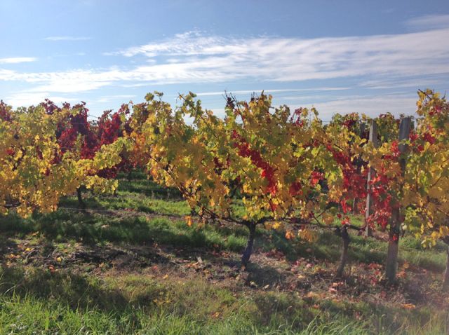 Vignes de la haute saintonge
