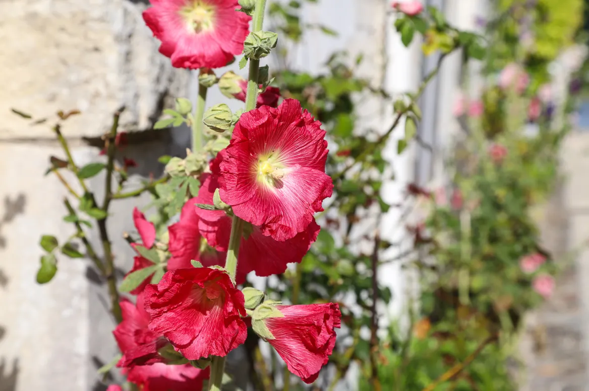 Mornac-sur-Seudre fleurs