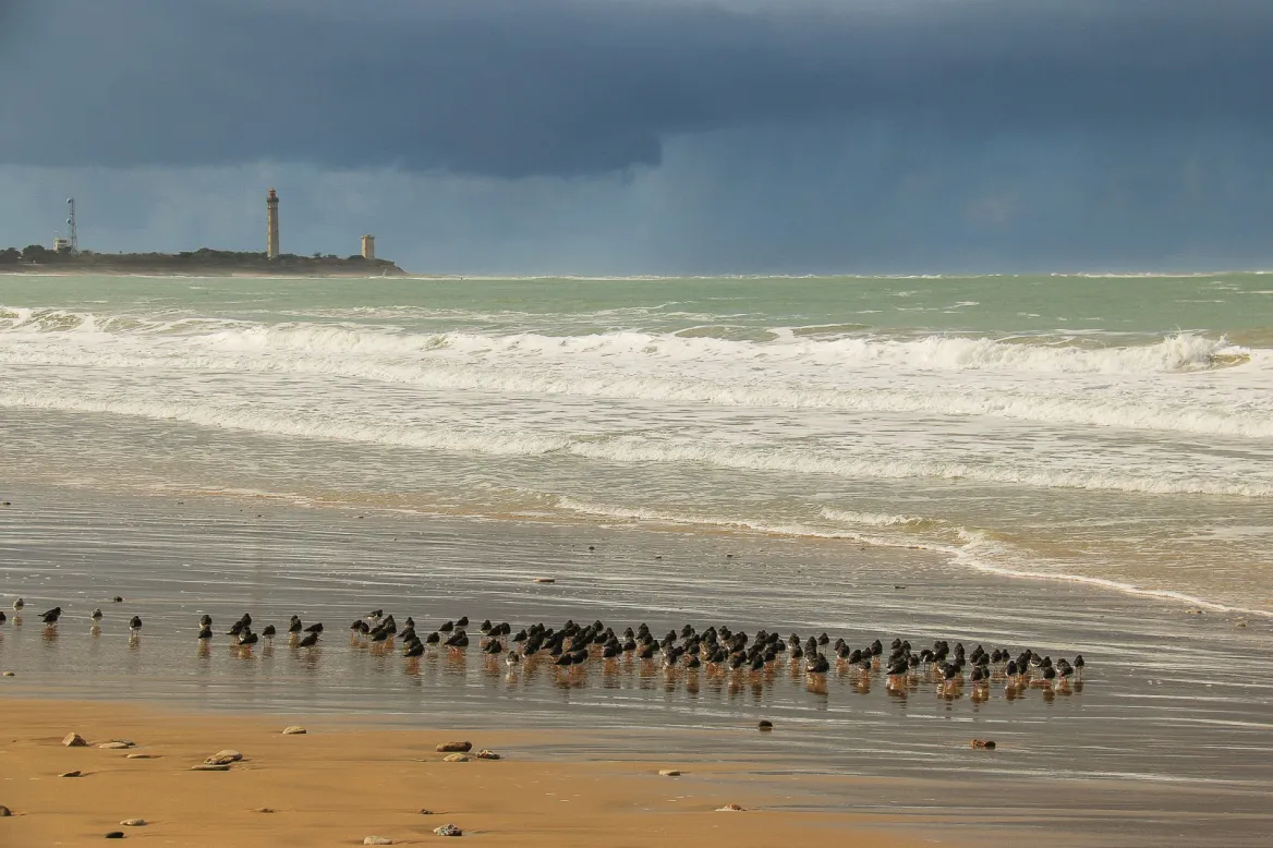 The Whale Lighthouse