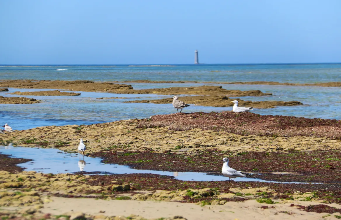 The Whale Lighthouse