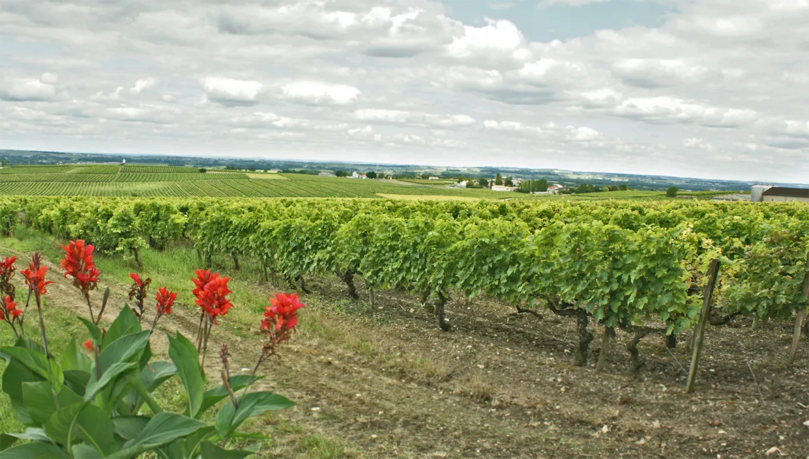 Charente Maritime vineyard