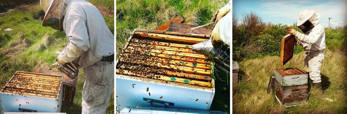 Bee of Ré