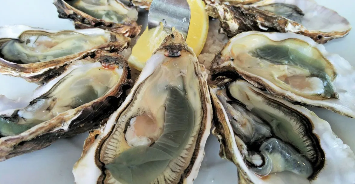 Oysters