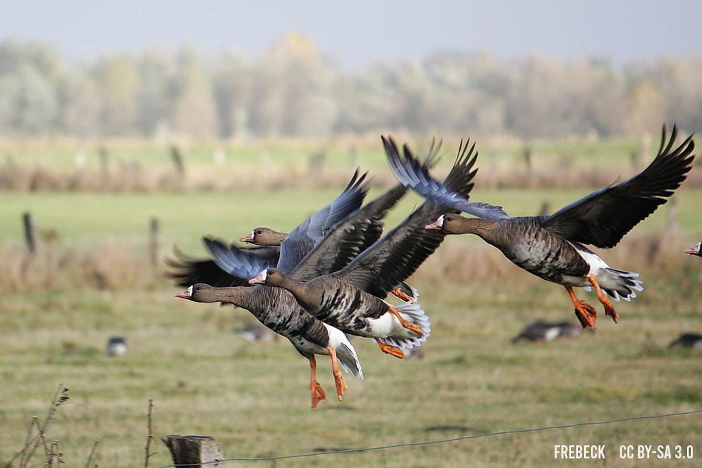Laughing Geese