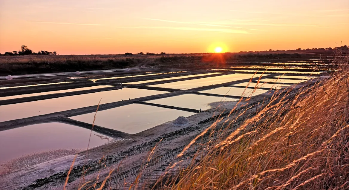 salt marshes