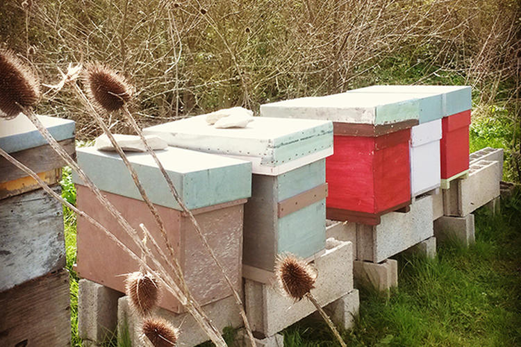 Bee of Ré