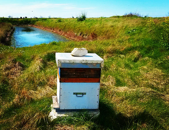 Sponsor a beehive