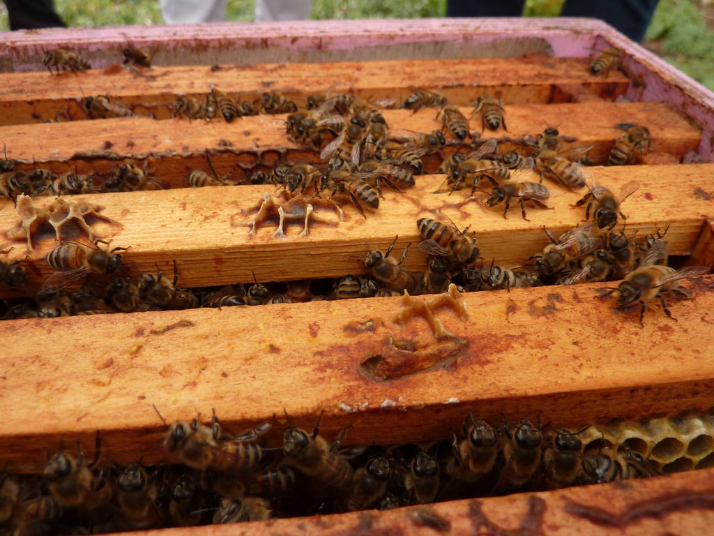 The Magnificent Bee Lot de 2 sacs filtrants à miel, passoire en nylon ultra  fine, fournitures d'apiculture professionnelles et débutantes