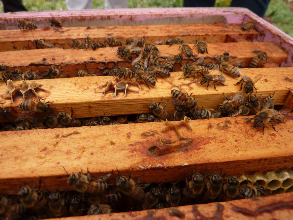 Bee of Ré