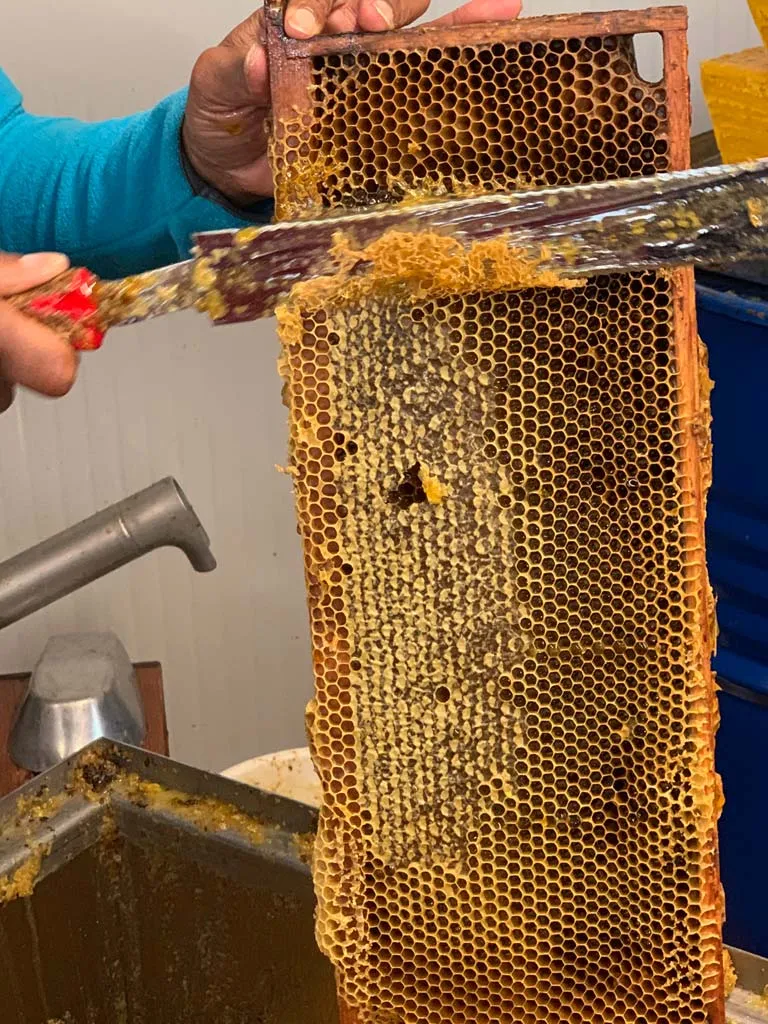 Bee of Ré