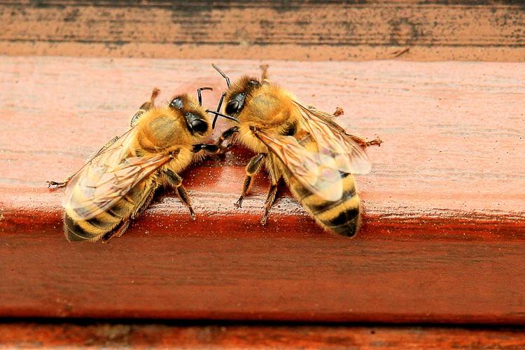 Bee of Ré