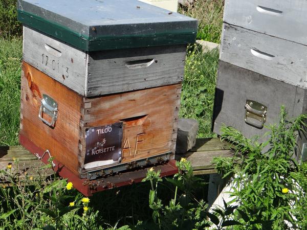 Bee of Ré