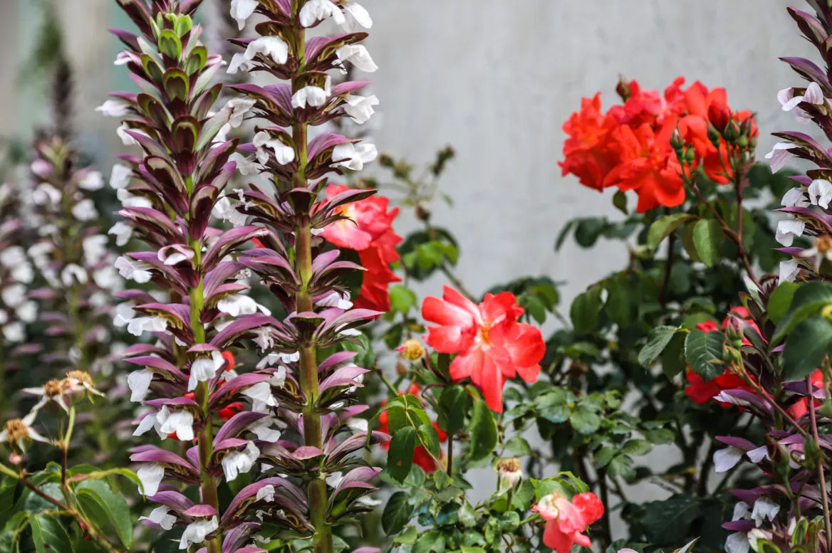 Flower grazing