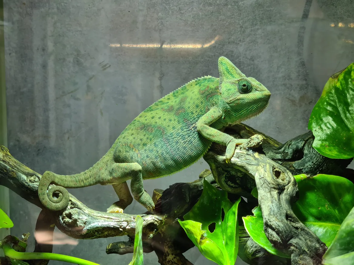 Planet Exotica