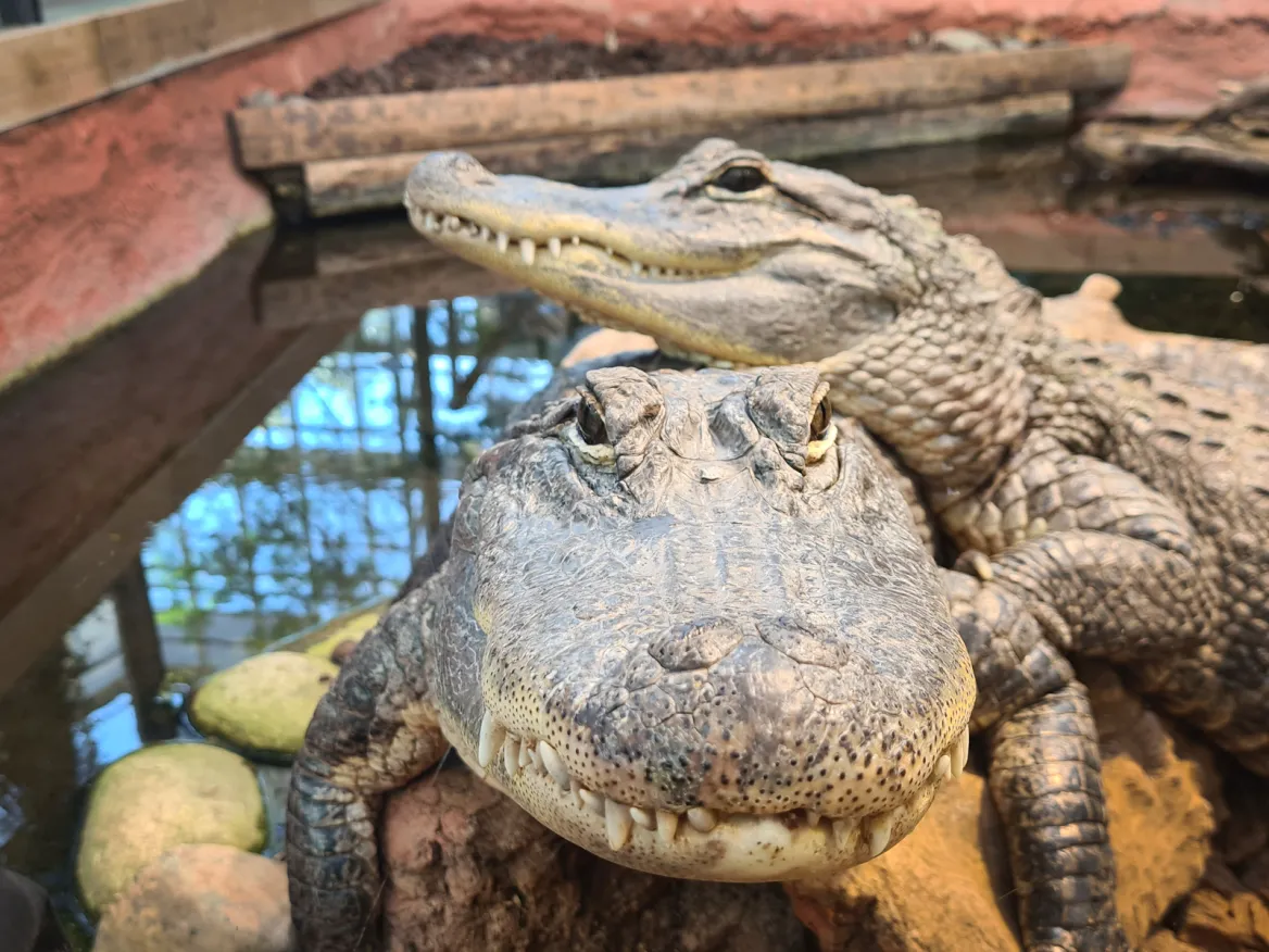 Crocodile Planet Exotica