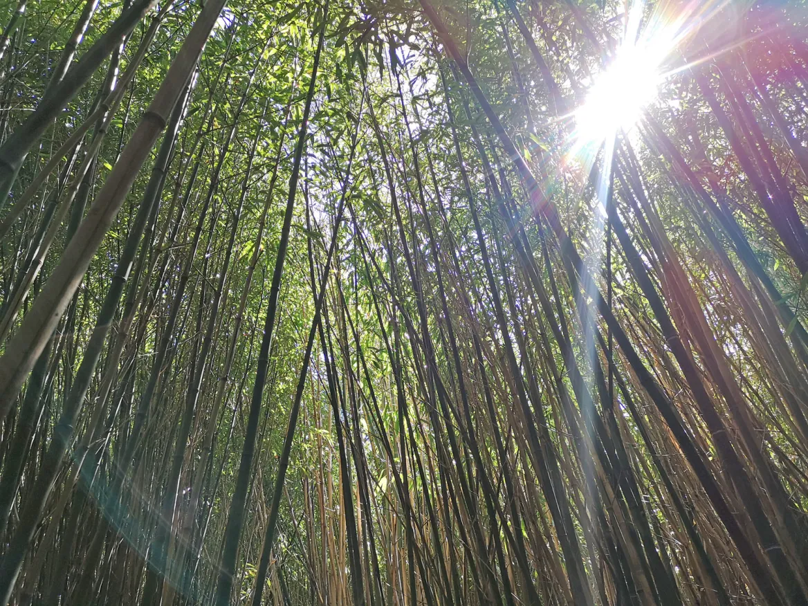 Bamboo maze