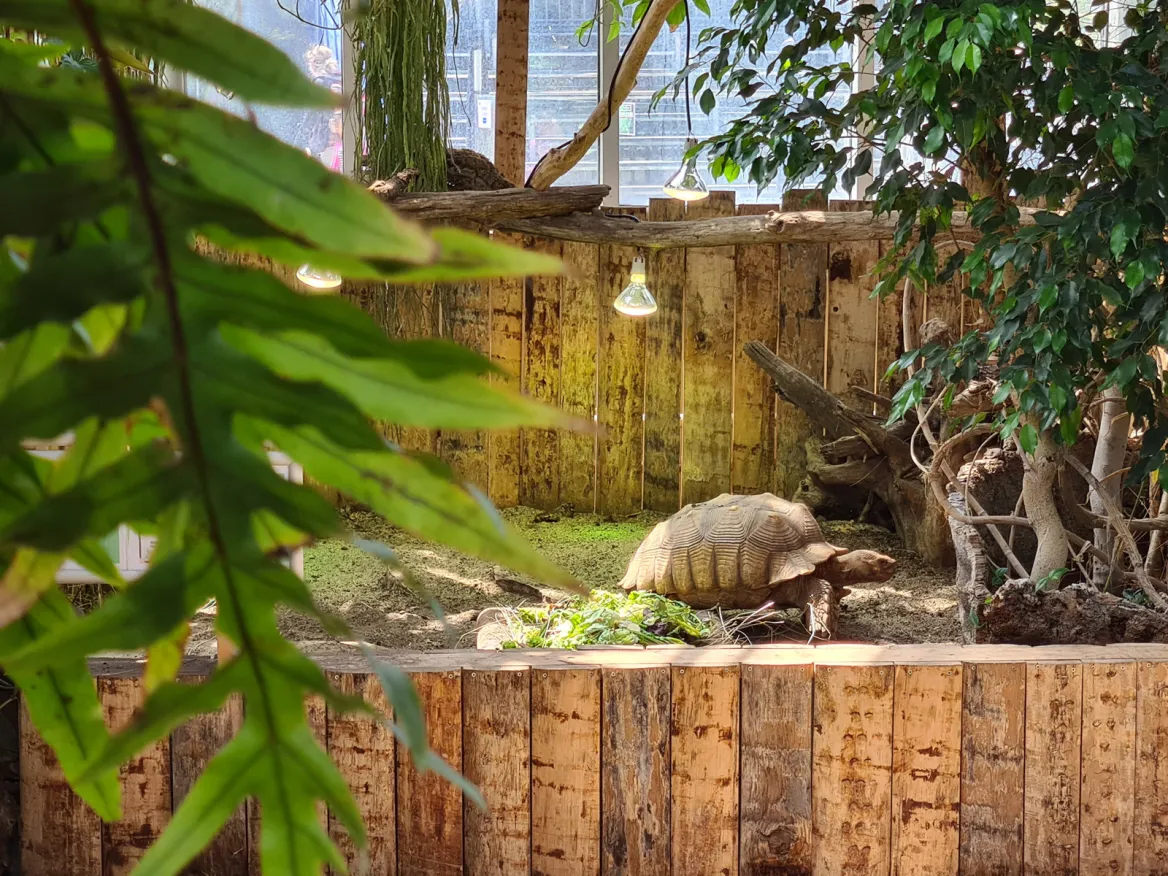 Planet Exotica turtle