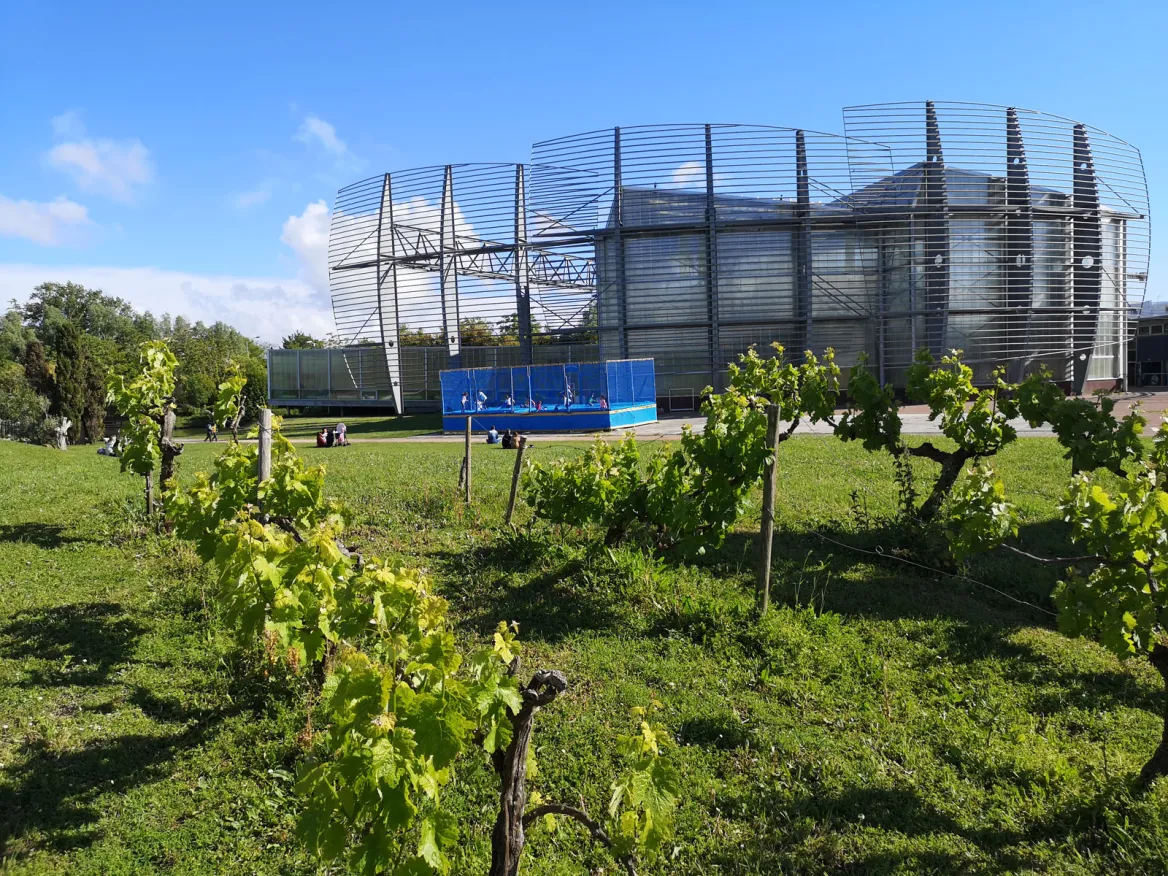 The vines