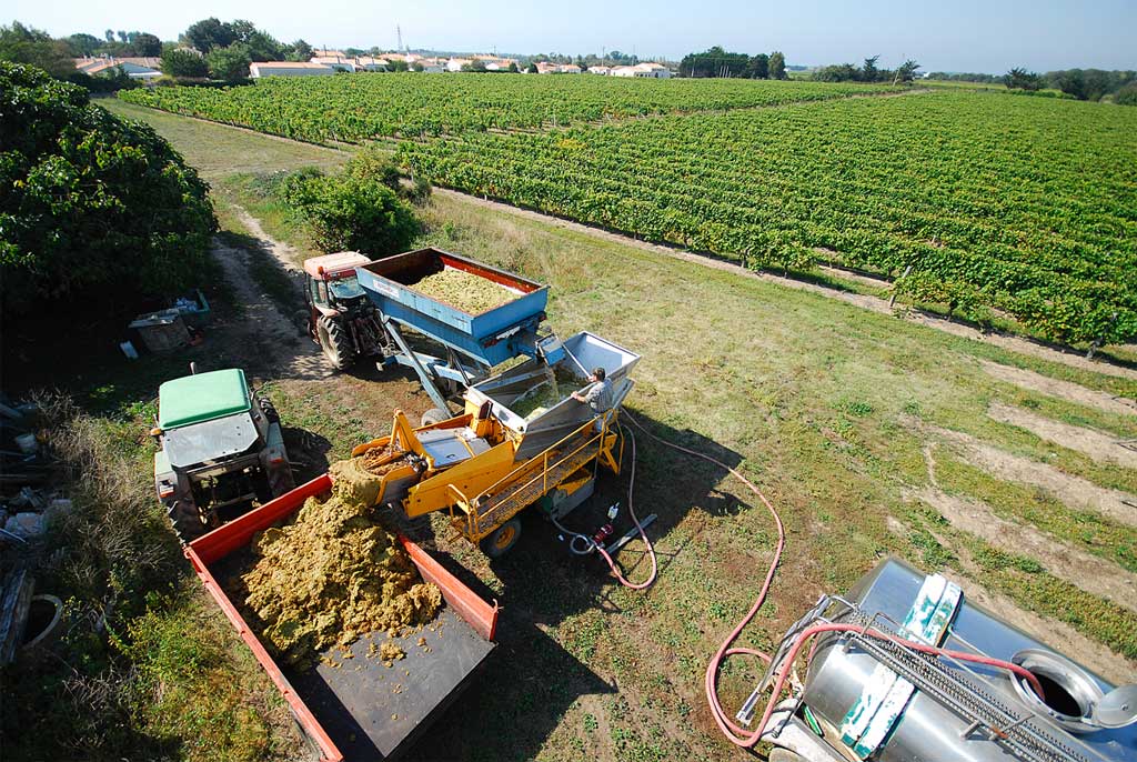 Maxime PInard vineyard
