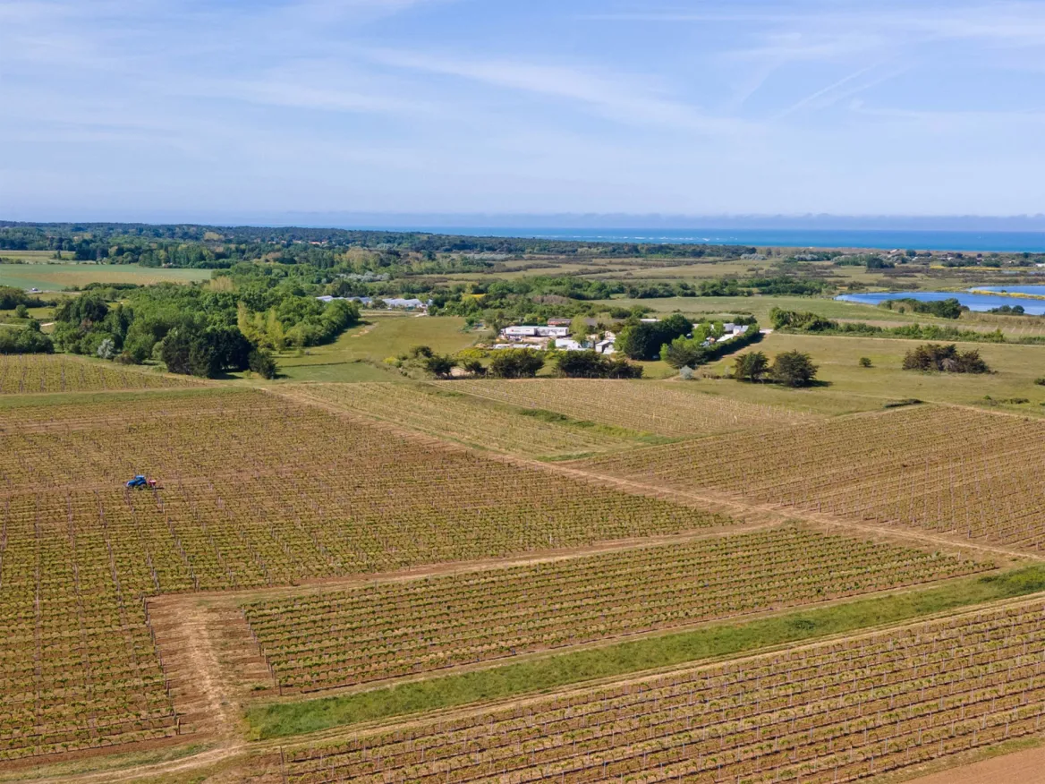 Maxime Pinard vineyard