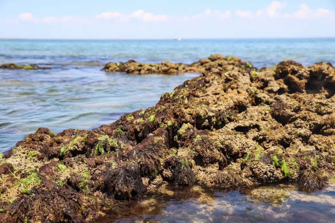 Hermelle reefs