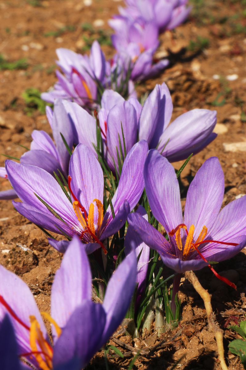 Saffron
