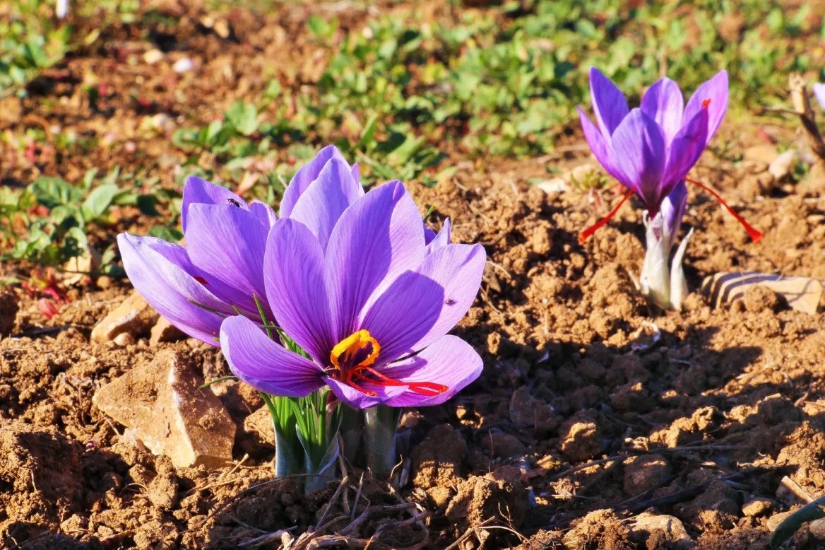 Saffron