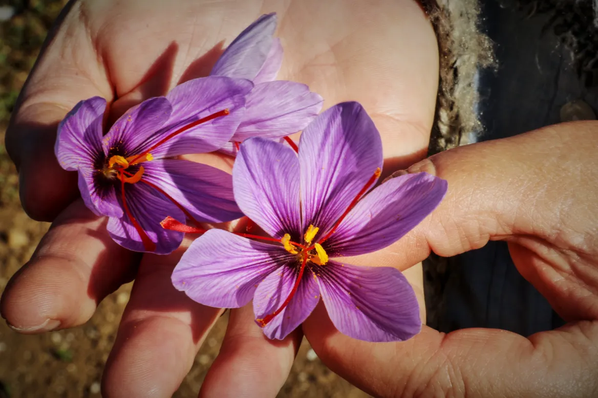 Saffron