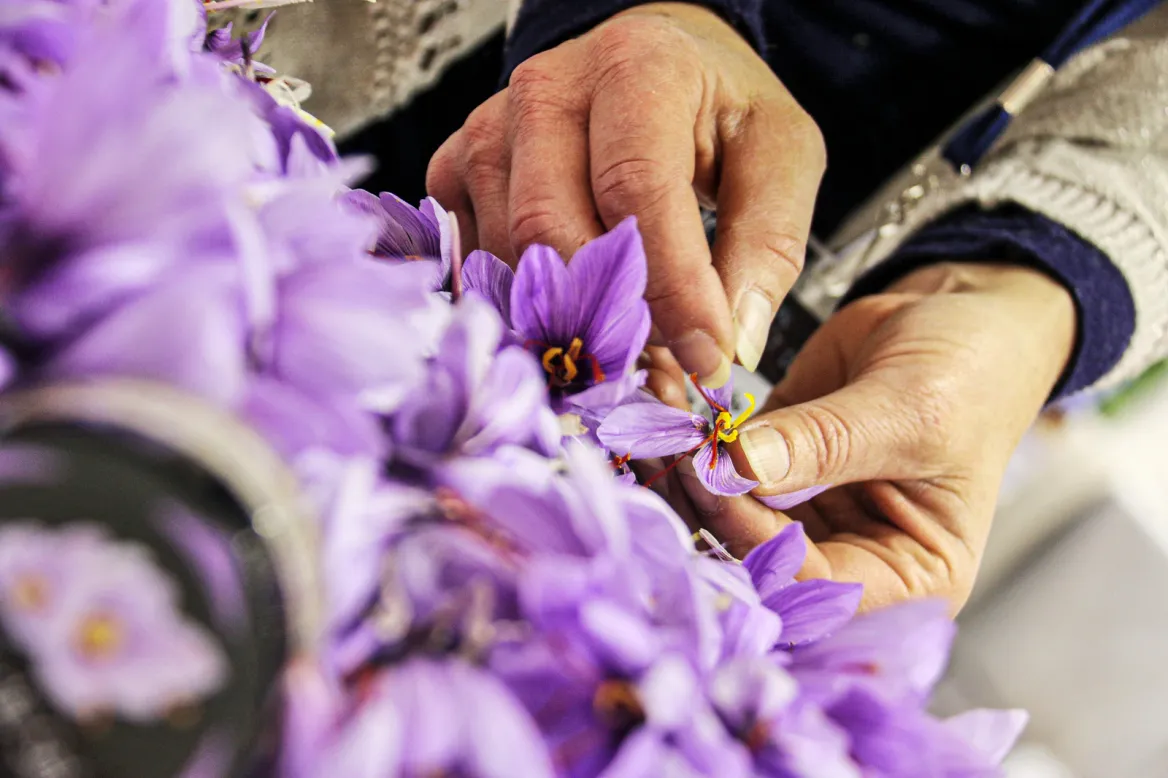 Pruning saffron