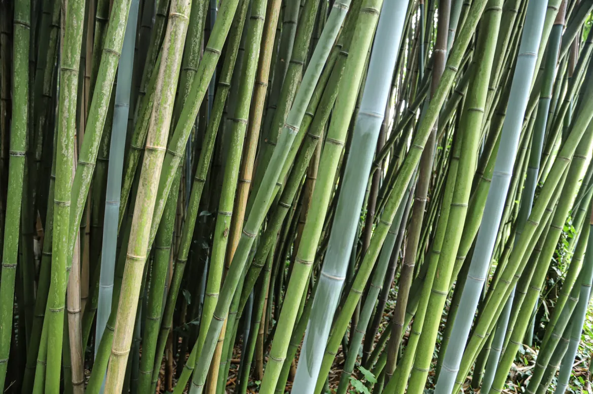 Bambouseraie de Matha