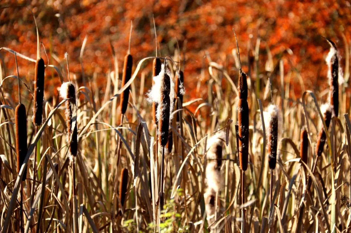 The Marais d’Yves Nature Reserve
