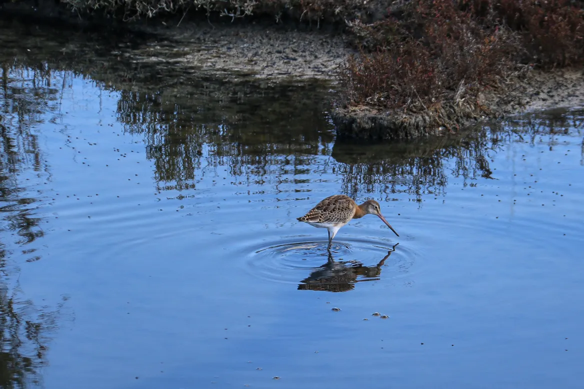 The Marais d’Yves Nature Reserve