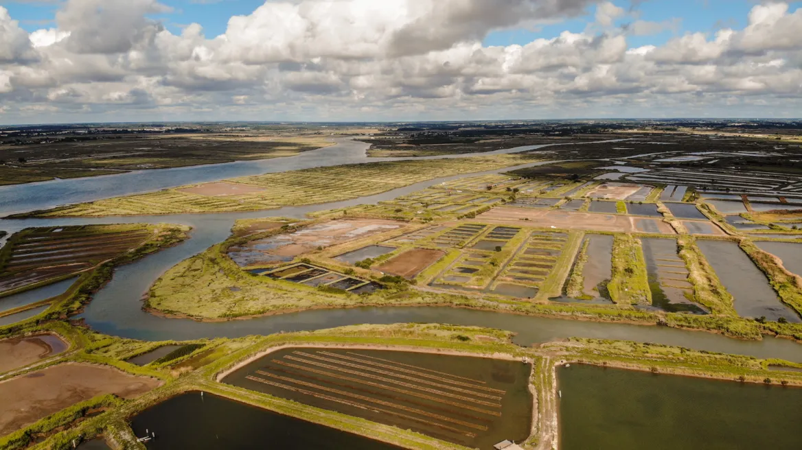 The Seudre estuary and its small oyster ports
