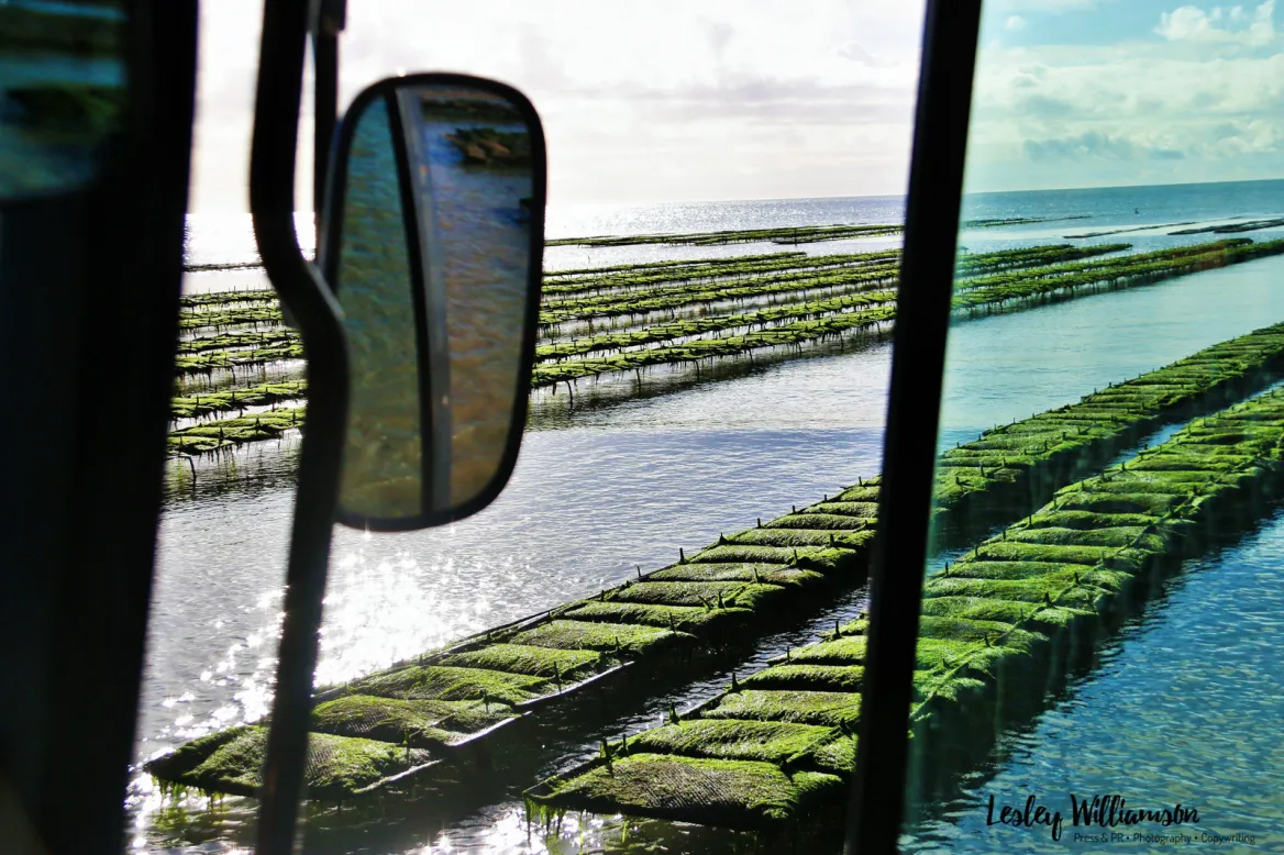 Oyster beds in the open sea