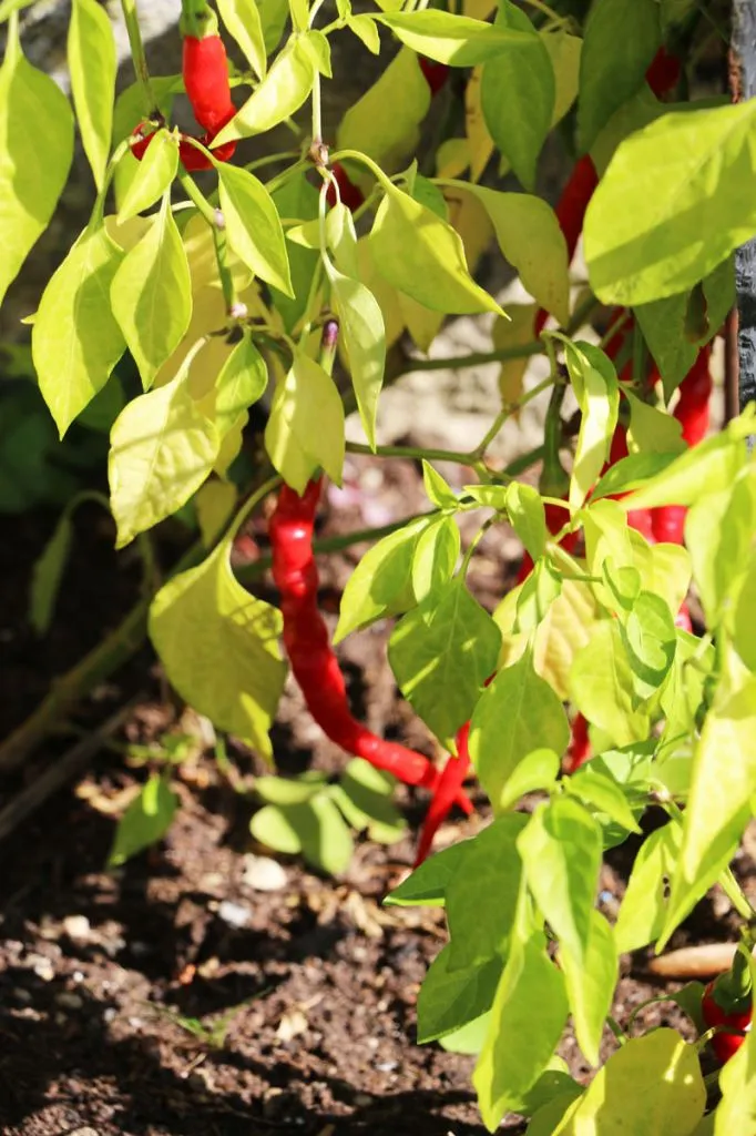 piment potager rochefort