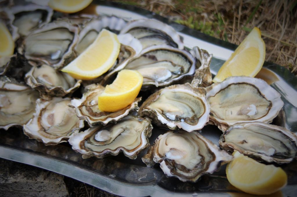 Charente-Maritime Oysters / Photo credit © Lesley Williamson
