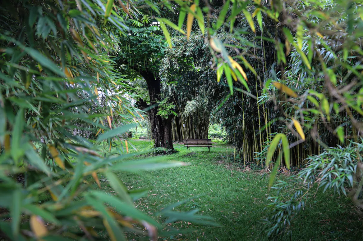 The Bamboo Grove of Matha