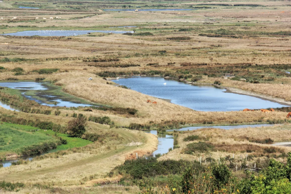 The Brouage Marshes