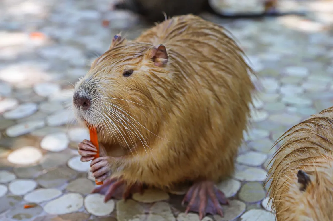 Myocastors Park