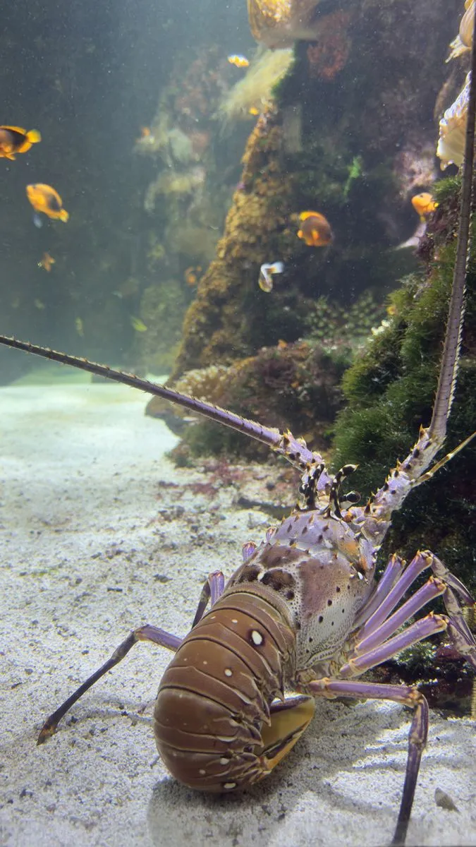 lobster