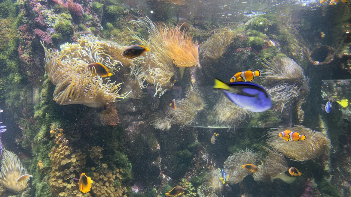 clownfish and surgeonfish