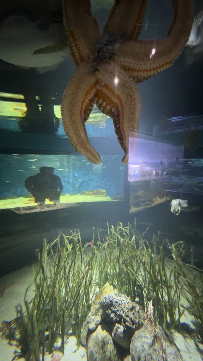 starfish