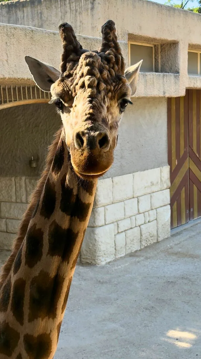 Zoo de la Palmyre Girafes