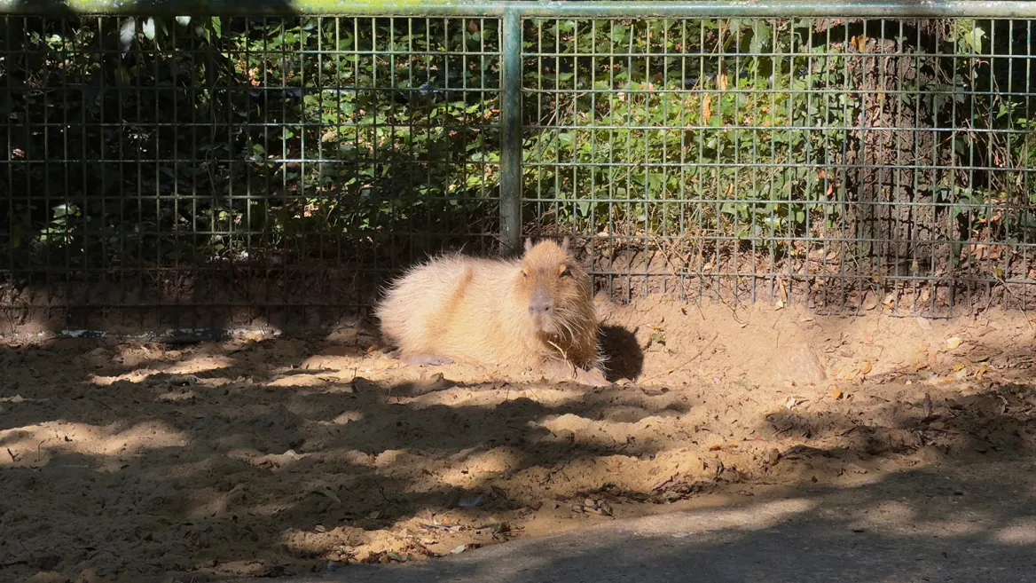 Zoo de la Palmyre capybaras