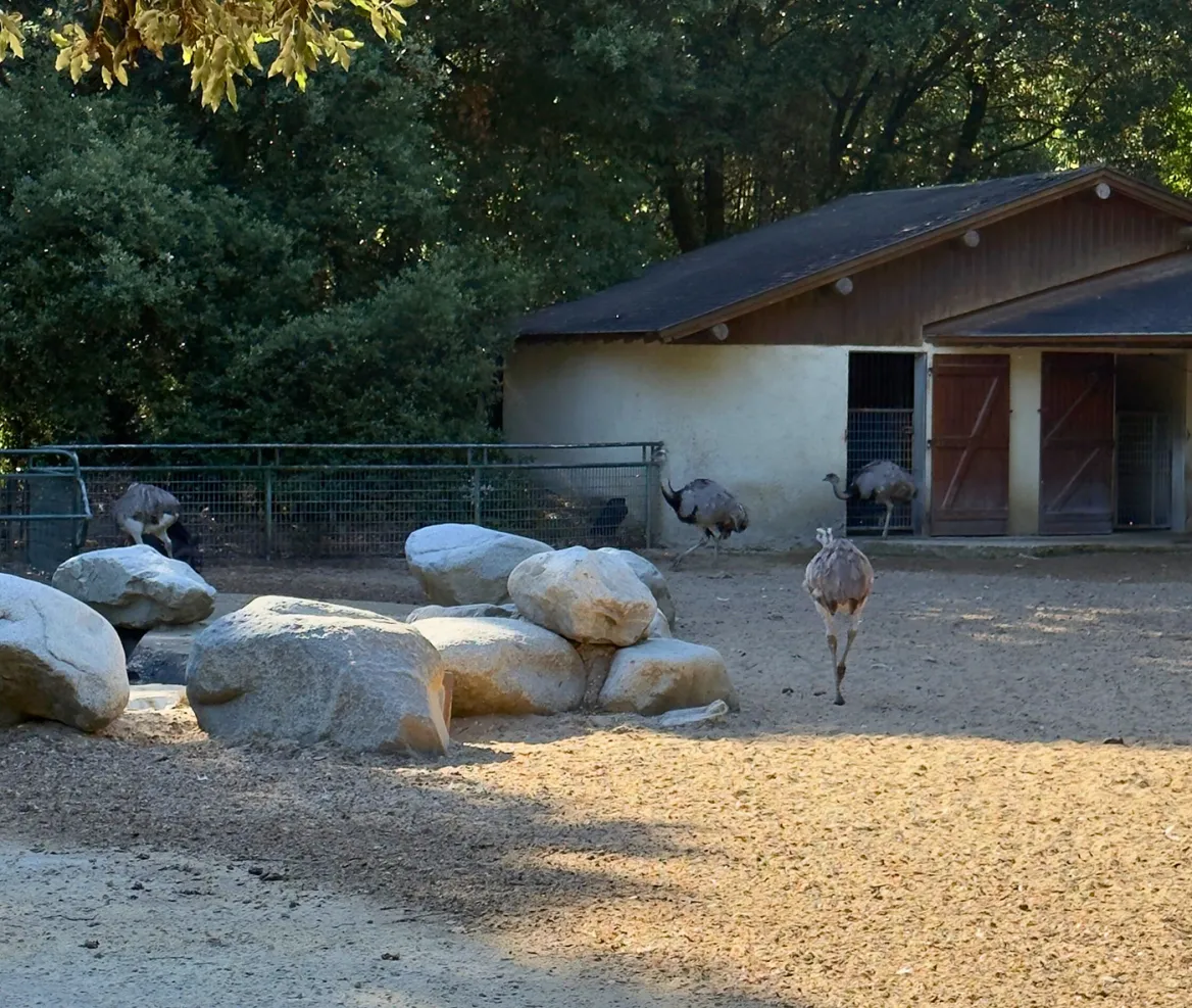 Zoo de la Palmyre nandous