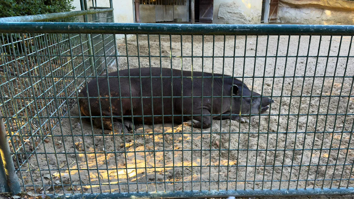 Zoo de la Palmyre tapir