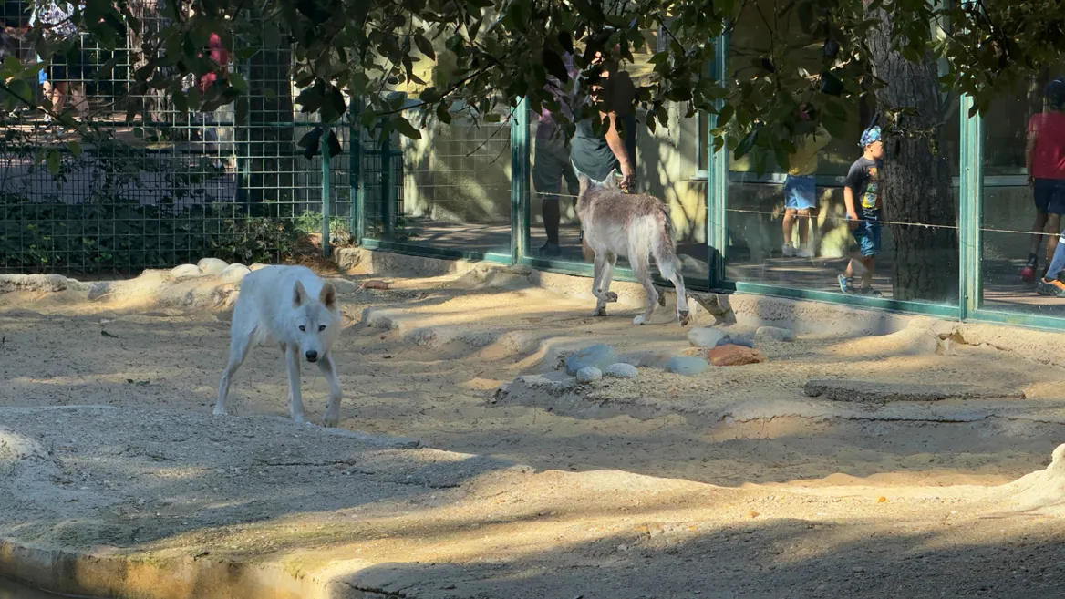 Zoo de la Palmyre loups