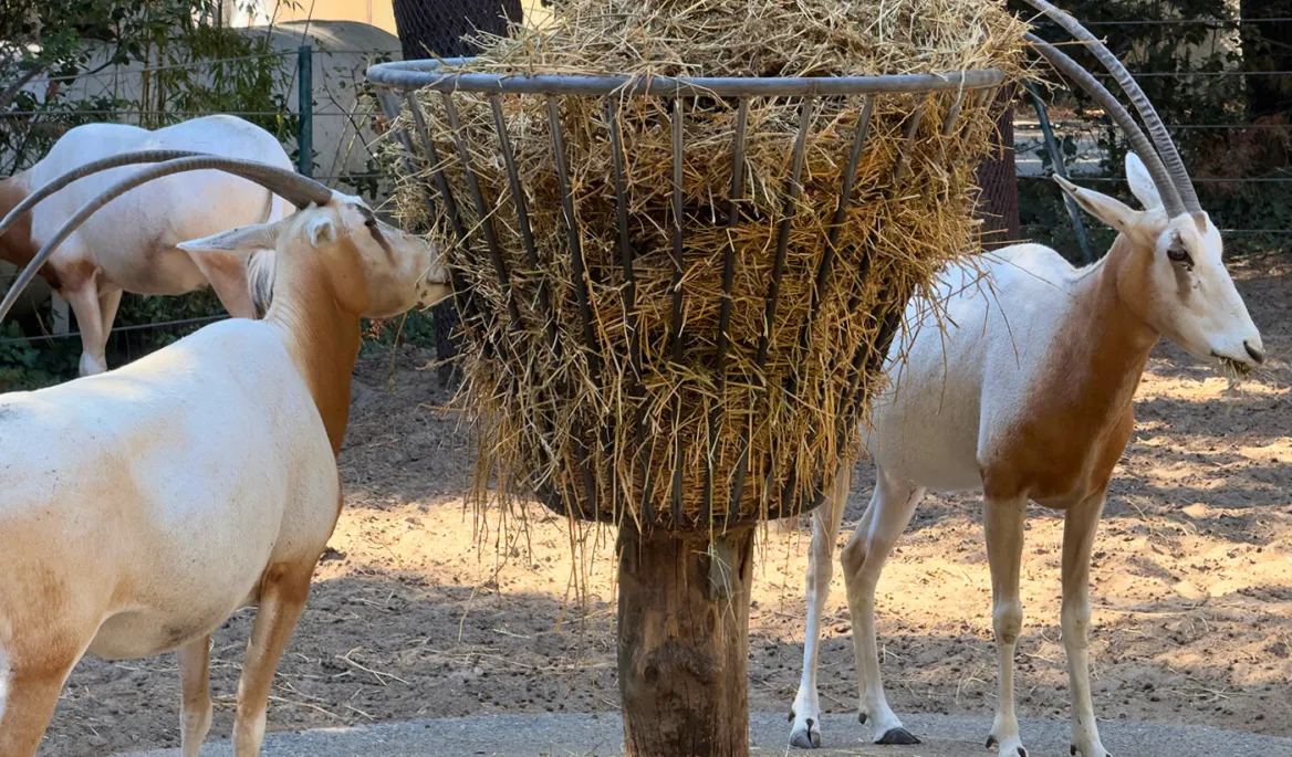 Zoo de la Palmyre oryx algazelles